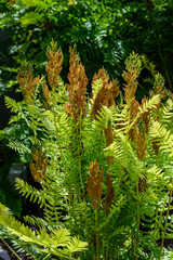 Royal Ferns highlighted by the sun as a nature background
