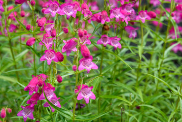 Pink blooming Beardtongue in a garden, as a nature background

