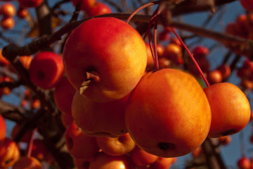 Jabłoń Golden Hornet, owoce z czerwonym rumieńcem - obrazy, fototapety, plakaty