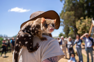 Eastern quoll (Dasyurus viverrinus) on the shoulder of its keeper