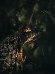 frog in the grass