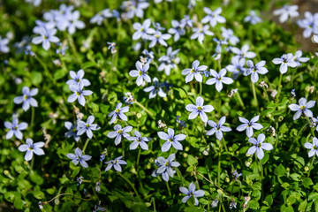 Closeup of light blue flowers blooming on creeping blue star ground cover
