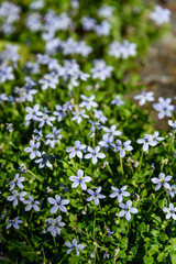 Closeup of light blue flowers blooming on creeping blue star ground cover 