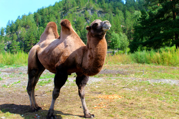 A camel stands in a clearing in the zoo. Woolly large animal with two humps.