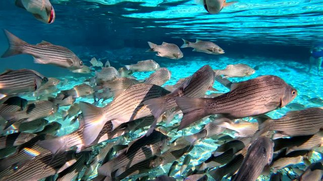 Striped bass on crystal clear waters of Silver Glen Springs Florida