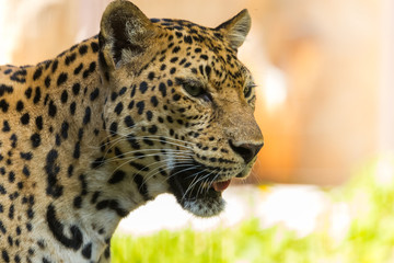 The portrait of leopard