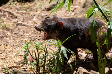 横を向くタスマニアデビル