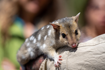 Eastern quoll (Dasyurus viverrinus) on the shoulder of its keeper