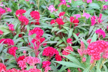 Obraz premium pink flowers in a garden