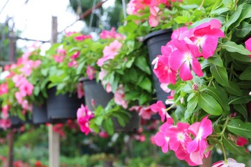 pink flowers in a garden