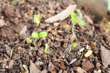 young green sprout