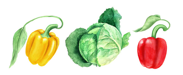 Set of vegetables: head cabbage and yellow and paprikas watercolor illustration
