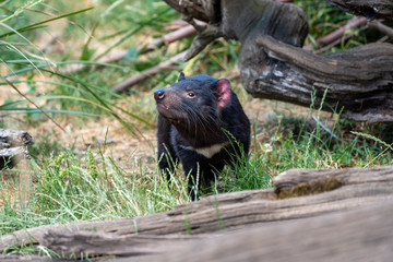 正面を向いているタスマニアデビル
