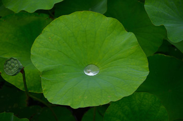 蓮の葉と水玉、遠山記念館