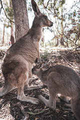 タスマニアのカンガルーの親子。子どもがミルクを飲んでいる。