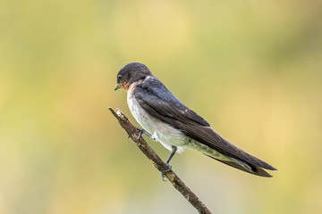 close-up of Pacific swallow bird standing on branch with nature green background