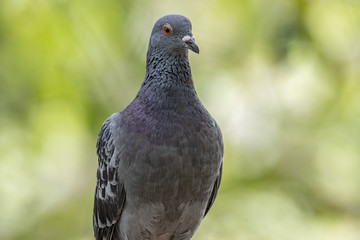 Close up head shot of beautiful speed racing pigeon bird, Rock dove or common pigeon bird on ground