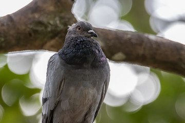 Close up head shot of beautiful speed racing pigeon bird, Rock dove or common pigeon bird on ground