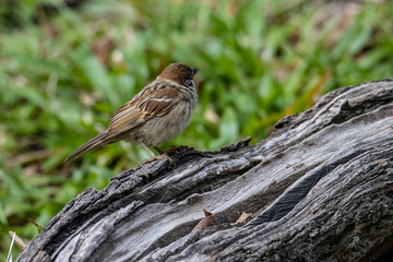Meadow pipit with beautiful green coloured background