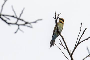 Amazing Rainbow bee eater (Merops ornatus) perched on a branch found in Kota Kinabalu, Sabah, Malaysia , Rainbow bee-eaters are brilliantly colored birds.