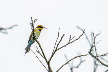 Amazing Rainbow bee eater (Merops ornatus) perched on a branch found in Kota Kinabalu, Sabah, Malaysia , Rainbow bee-eaters are brilliantly colored birds.
