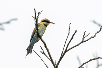 Amazing Rainbow bee eater (Merops ornatus) perched on a branch found in Kota Kinabalu, Sabah, Malaysia , Rainbow bee-eaters are brilliantly colored birds.