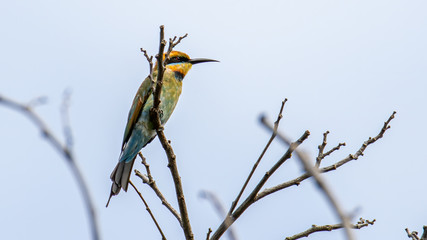 Amazing Rainbow bee eater (Merops ornatus) perched on a branch found in Kota Kinabalu, Sabah, Malaysia , Rainbow bee-eaters are brilliantly colored birds.