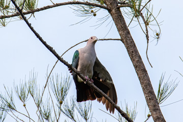 Green Imperial Pigeon (Ducula aenea) perched on a branch in nature habitats