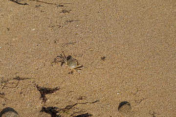 Natural background with a small crab