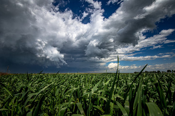  field under blue sky