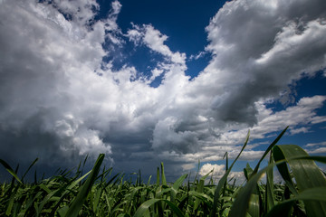 clouds over the field
