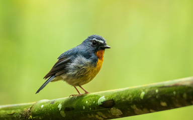 Nature wildlife bird species of Snowy browed flycatcher perch on branch which is found in Borneo, Sabah,Malaysia.