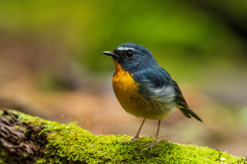 Nature wildlife bird species of Snowy browed flycatcher perch on branch which is found in Borneo, Sabah,Malaysia.