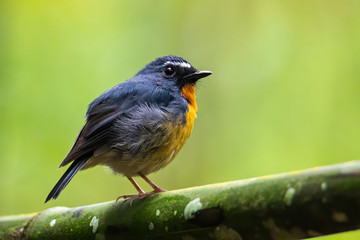 Nature wildlife bird species of Snowy browed flycatcher perch on branch which is found in Borneo, Sabah,Malaysia.