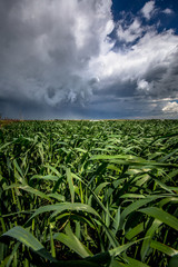 field of grass 