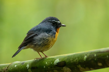 Nature wildlife bird species of Snowy browed flycatcher perch on branch which is found in Borneo, Sabah,Malaysia.