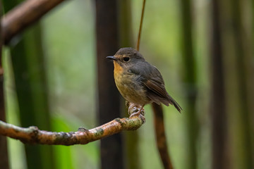 Nature wildlife bird species of Snowy browed flycatcher perch on branch which is found in Borneo,...