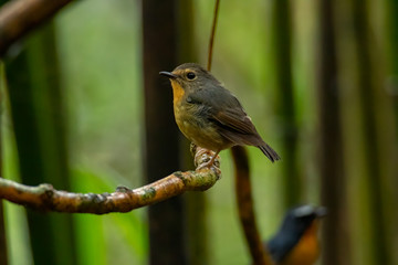 Nature wildlife bird species of Snowy browed flycatcher perch on branch which is found in Borneo, Sabah,Malaysia.