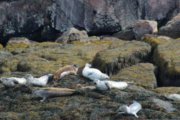 Harbour seals on the Bay of Fundy, New Brunswick, Canada