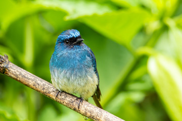 Beautiful blue color bird known as Indigo Flycatcher (Eumyias Indigo) on perch at nature habits in Sabah, Borneo