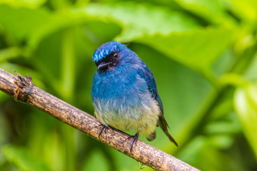 Beautiful blue color bird known as Indigo Flycatcher (Eumyias Indigo) on perch at nature habits in...