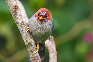 Nature wildlife image bird of a Chestnut-hooded laughingthrush on perch at nature habits in Sabah,...