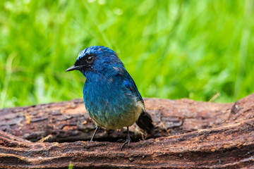 Beautiful blue color bird known as Indigo Flycatcher (Eumyias Indigo) on perch at nature habits in Sabah, Borneo