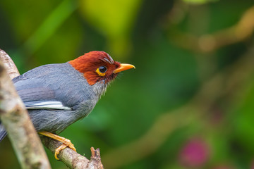 Nature wildlife image bird of a Chestnut-hooded laughingthrush on perch at nature habits in Sabah, Borneo