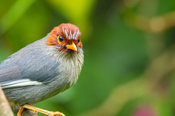 Nature wildlife image bird of a Chestnut-hooded laughingthrush on perch at nature habits in Sabah, Borneo