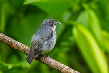 Nature wildlife bird species of Little Pied Flycatcher on perch found in Borneo, Sabah,Malaysia.