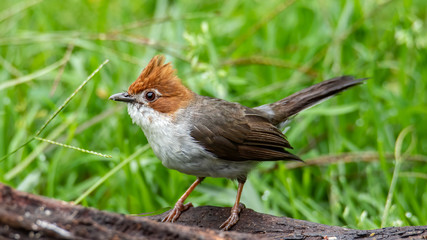 Nature wildlife endemic bird of borneo Chestnut Crested Yuhina on perch at Sabah, Borneo
