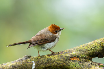 Nature wildlife endemic bird of borneo Chestnut Crested Yuhina on perch at Sabah, Borneo