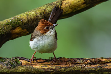 Nature wildlife endemic bird of borneo Chestnut Crested Yuhina on perch at Sabah, Borneo
