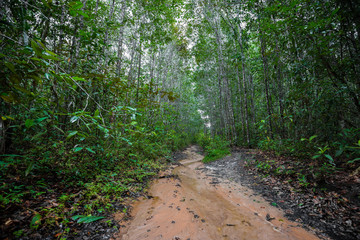 A muddy nature trail with a pathway lined by tall green tropical trees leading into the jungle at Presidente Figueiredo in the Amazon rainforest, Brazil, South America